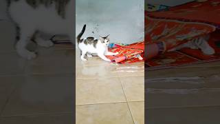 Download lagu kucingku kaget part 12 #kucing #funnykittens #trendingshorts mp3 Download lagu kucingku kaget part 12 #kucing #funnykittens #trendingshorts mp3