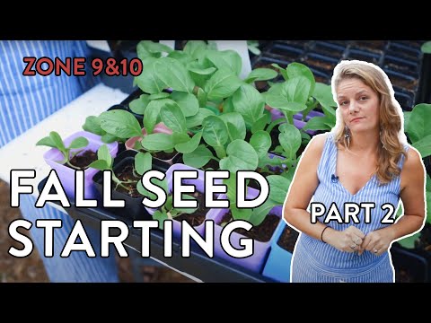 PART 2 | Fall Seed Starting in Zone 9 & 10 | Troubleshooting