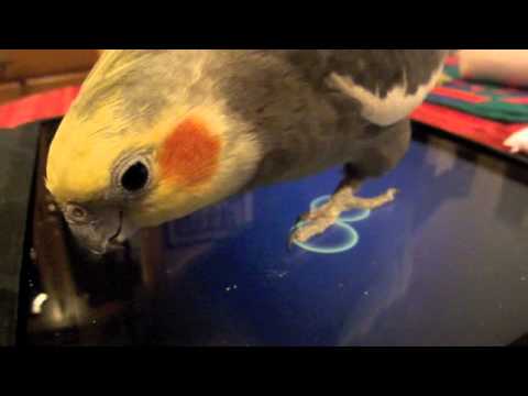 My African Greys and cockatiel so fun making the sounds on the iPad!!!