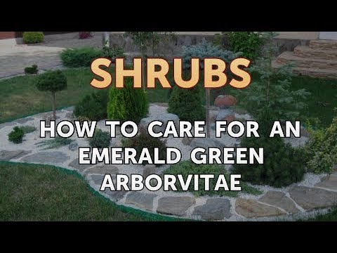 How to Prune a Bottlebrush Shrub