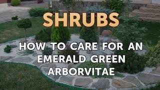 How to Care for an Emerald Green Arborvitae