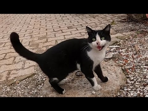 Die arme katze, die mit hoher stimme nach futter miaut, ist so hungrig