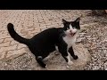 Poor Cat Meowing With A High Pitched Voice For Food Is So Hungry