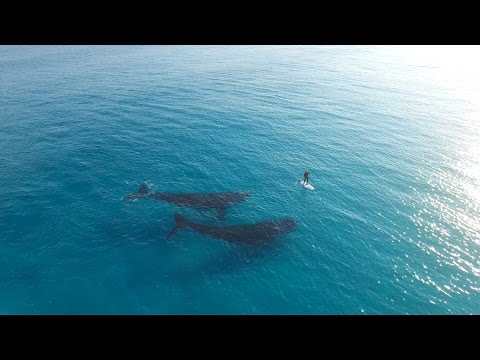Paddle Boarding with Whales, Esperance A