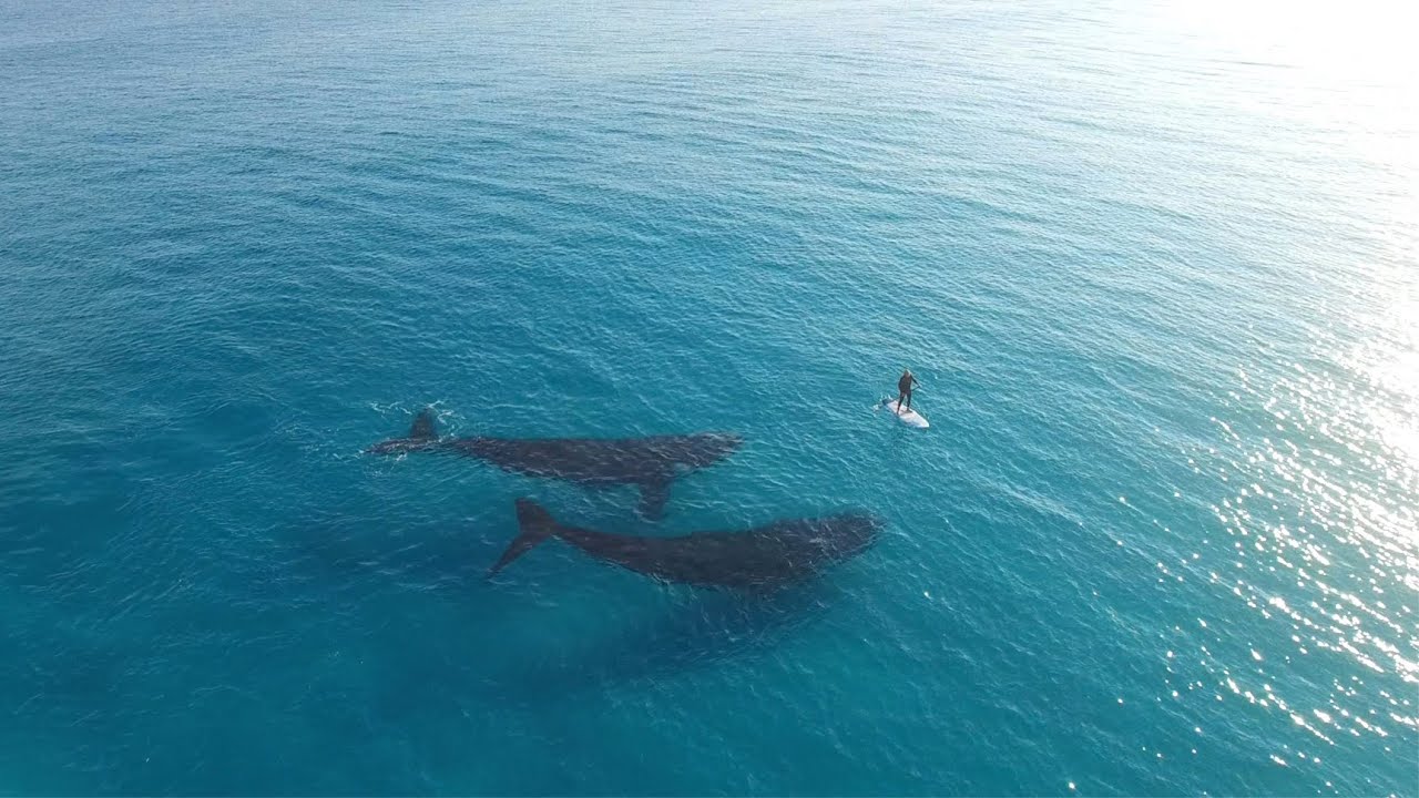 Paddle Boarding with Whales, Esperance Australia - YouTube