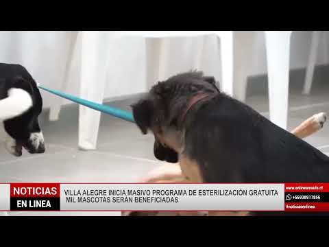 Villa Alegre inicia masivo programa de esterilización gratuita: Mil mascotas serán beneficiadas