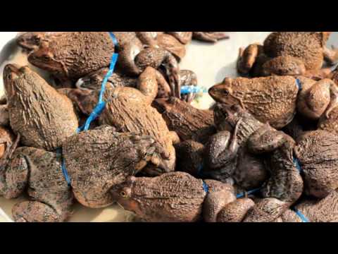 aGh0Ri  TanTriK - Frogs under the Shrooms (2016)