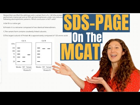 MCAT Biochemistry: How to Solve SDS-PAGE MCAT Problems
