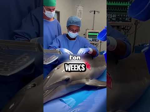 Elle sauve un bébé dauphin… ce qui se passe après est INCROYABLE ! 🐬💙 #shorts