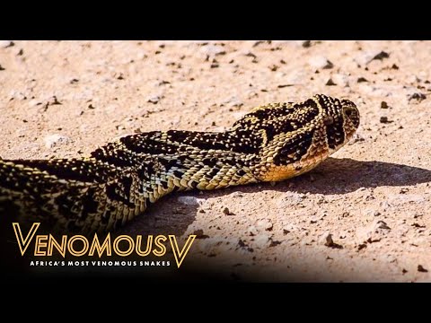 What Makes Puff Adders So Deadly? | The Venomous 5