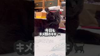 【黒猫と子猫】キキを撮っていたら…ジジが目の前に😂🐈‍⬛ #可愛い猫 #ペットのいる暮らし #猫動画