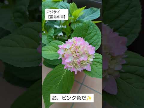 アジサイから色あせた花を取り除く方法