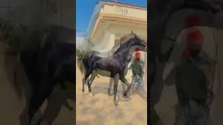 Download lagu Horse | Horse mating mp3