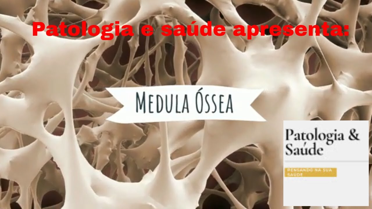 Histologia do Sistema Imune - Medula óssea