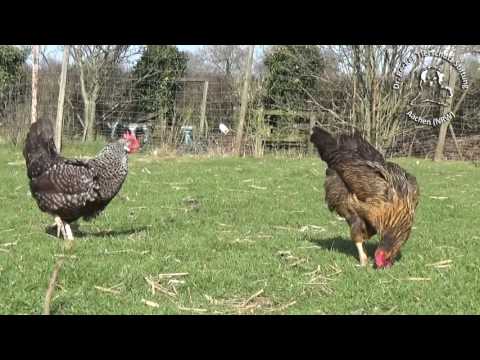 Private Hühnerhaltung- ein Gewinn für Mensch und Tier