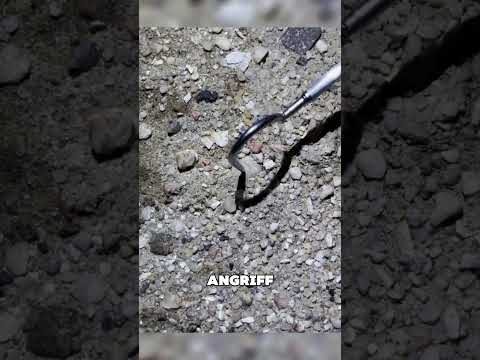 Diese Falle sieht aus wie echter Boden! #tiere #shorts