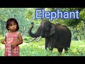 Elephant Dedeila Animals