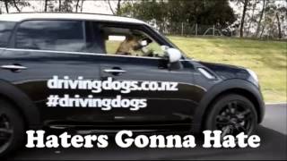 🌟 JOYRIDE_PETER WHITE 🌟