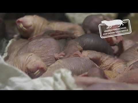 Heizkosten für die Nacktmulle im Tierpark Berlin - Help for the Naked mole rats at Tierpark Berlin