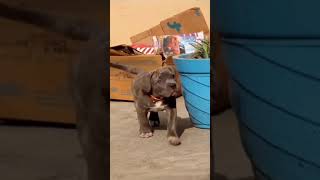 Pitbull dog WhatsApp status video???#pitbull#viral#dogfight#populardogs#shorts ???