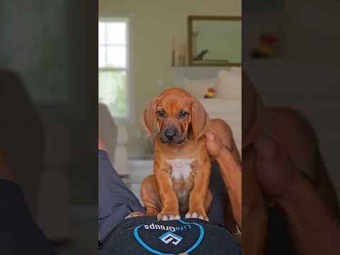 5 Impressive Facts About the Rhodesian Ridgeback