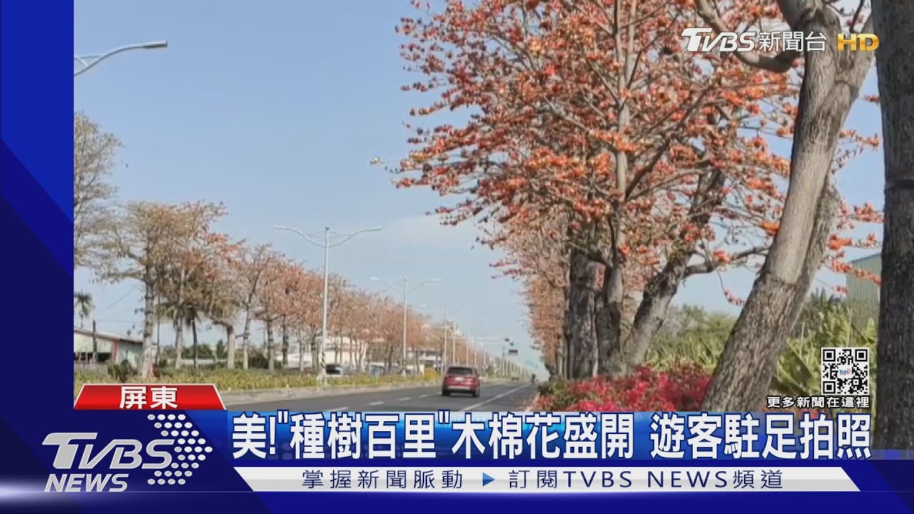 屏鵝公路最美路段! 「種樹百里」木棉花盛開綿延3.5公里