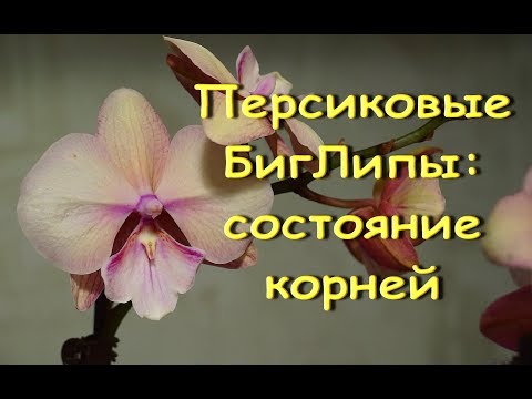 ОРХИДЕИ:персиковые БигЛипы-РЕАНИМАШКИ после пересадки.ПРИВЕТЫ Наталье и Татьяне!