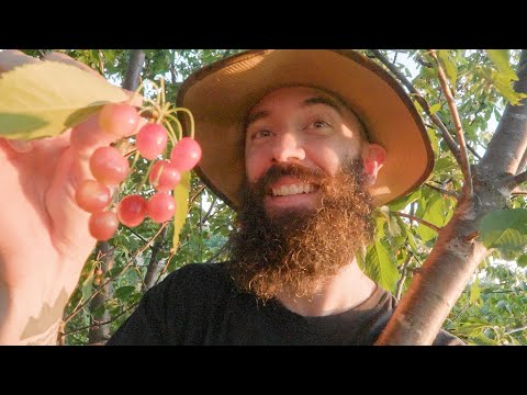 existenzieller Kirschbaum