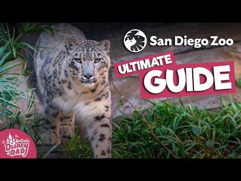 San Diego Zoo Full Tour 2022 | All Animals, Exhibits, Food & More