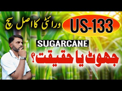 US 133 کا اصل سچ! | Real Average Yield of Sugarcane Variety US 133 | Complete Truth Revealed