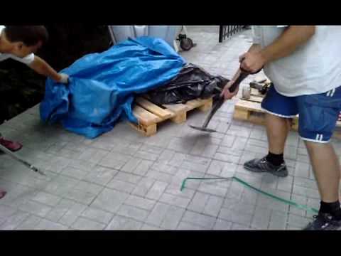 Polowanie na szczura