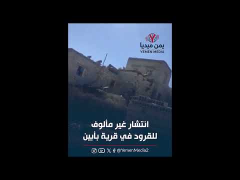 انتشار غير مألوف للقرود في قرية بأبين 