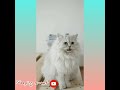 Cat Status Video Cute Cat Meow Meow 1 Sleepingsweet Relexingvideo
