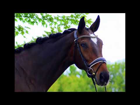 Gucci - Free jump - SOLD