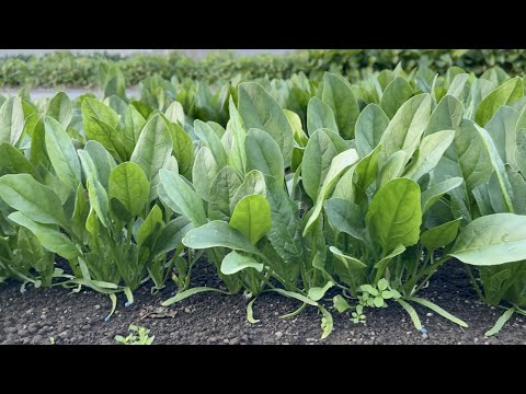 雌豚ほうれん草は一年中摂取する サプリメント 欠乏症 ビタミン ミネラル