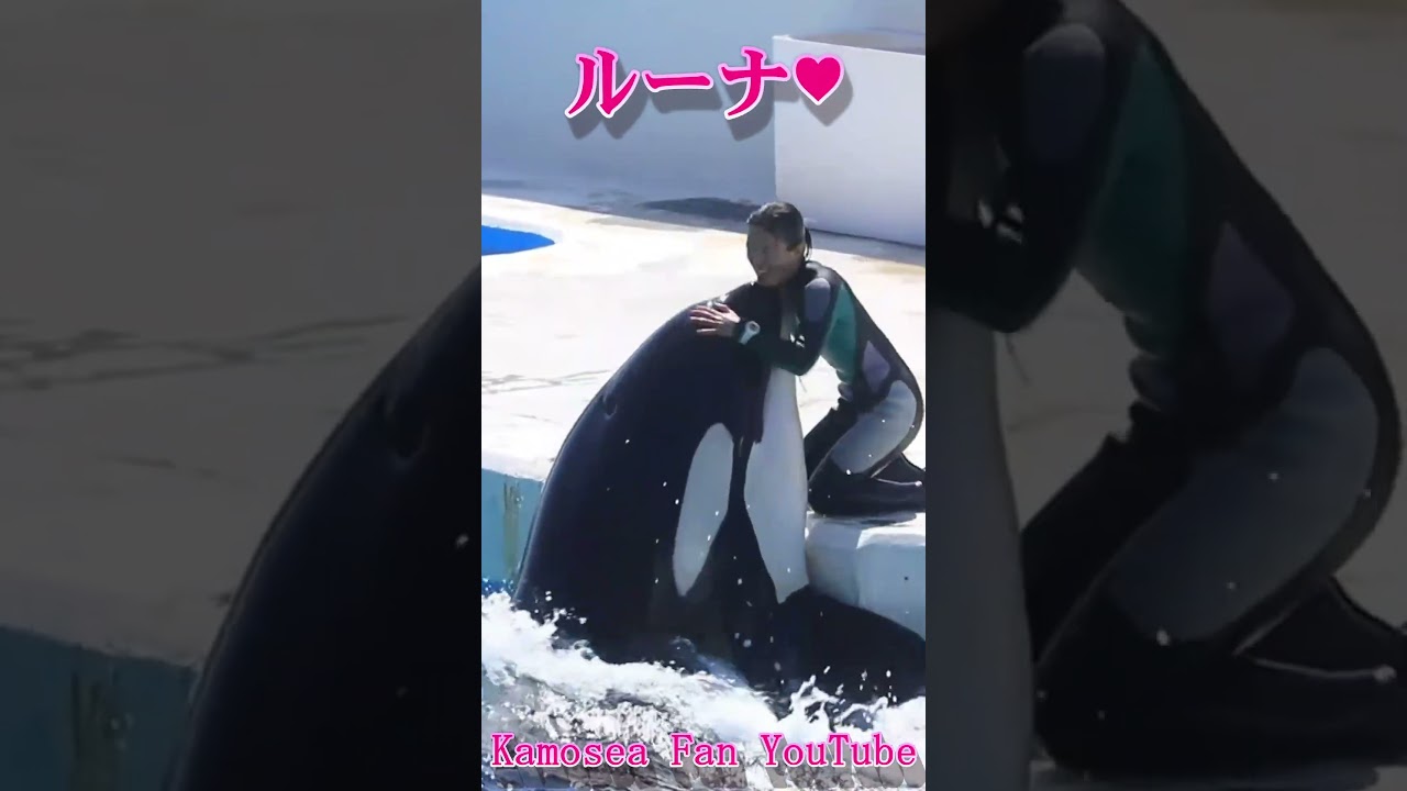 愛が溢れてる♥ #Shorts #鴨川シーワールド #シャチ #kamogawaseaworld #orca #killerwhale