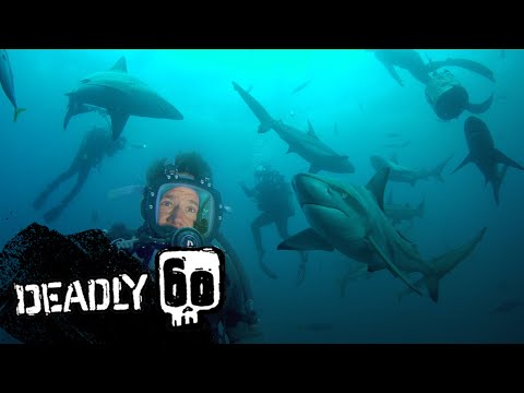 Diving with Dangerous Bull Sharks | Deadly 60 | BBC Earth Kids