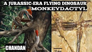 What is Monkeydactyl, the flying reptile with the ‘oldest opposable thumbs’| a Jurassic-era