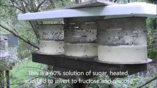 A simple feeding set up to supply energy needs of Australian Stingless Bees in a time of shortage