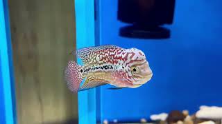 Siêu phẩm nhí f2 cần thời gian để phát triển mọi tố chất