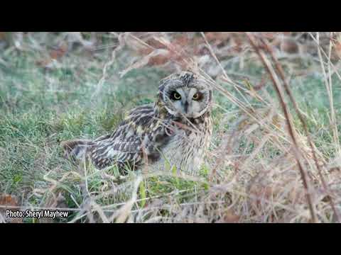 All About Owls: Short-Eared Owl