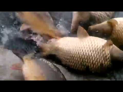 Lacul Boteni 1  populare aprilie  2016 crap +1,5 kg bucata needitat