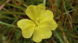 Deine Lakaien - Frühlingstraum