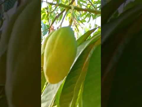 primeiras mangas no sítio Jucás ceara #sitio #