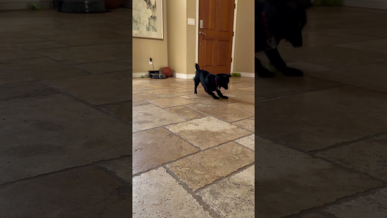 Enlarge Tommy, a Adoptable mixed breed in Phoenix, AZ video 5/5