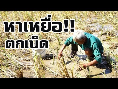 เหมือนคนเพื่อขยายหน้าอก ครีมเพื่อขยายหน้าอก