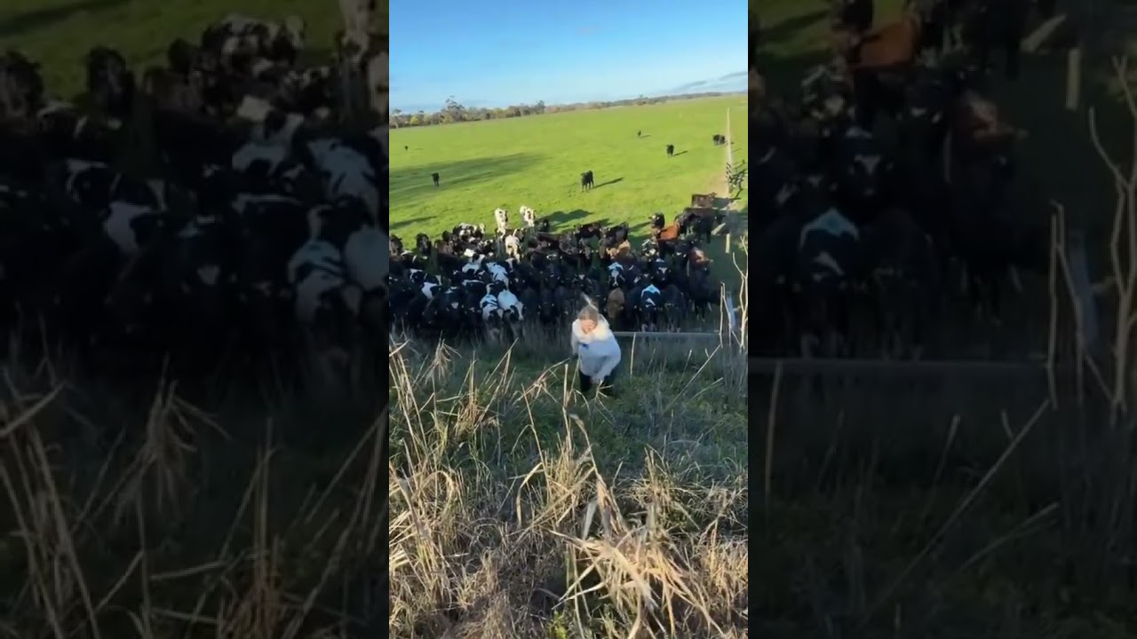 Girl Falls Down and Scares Heard of Cows
