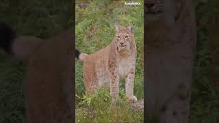 Download lagu Discover Croatia’s Wildlife #travel #discover #croatia #wildlife #explore #animals #nature #shorts mp3