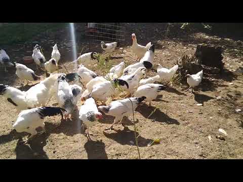 Raubtierfütterung in der großen Truppe (Deutsches Reichshuhn, Orloff, GA HMong, Sandschak Kräher)