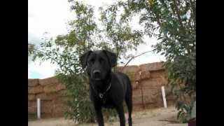 TOOL cover of Silly Little Love Songs(art lozano - video)